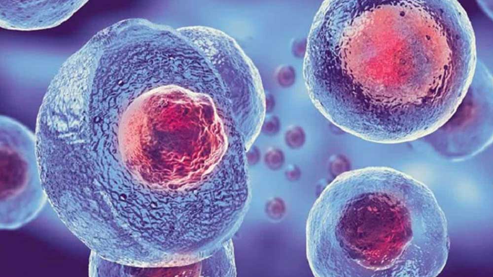 Cellule staminali e immunoterapia, verso farmaci viventi pronti all&rsquo;uso