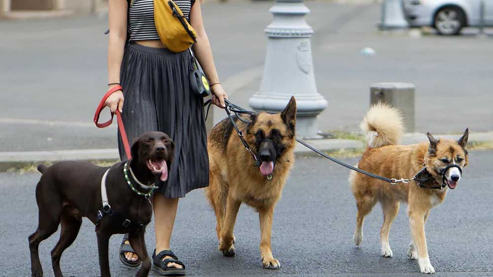 Animali in famiglia e pet sitter, perch&eacute; la preparazione fa la differenza