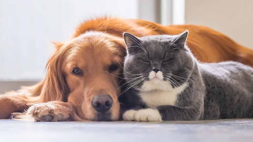 Il mercato pet in Italia cresce ancora, tra alimentazione, cura e nuove abitudini familiari